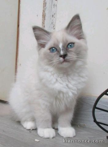 je donne chaton ragdoll mâle 