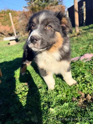 chiot berger australien disponible pour adoption 