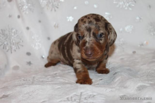 chiot teckel a donner 