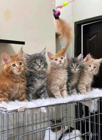 Chaton Maine coon pour bonne maison 