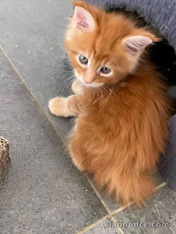 Chaton Maine coon femelle 