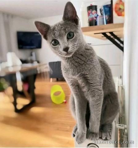 femelle Chat bleu russe 