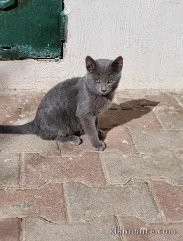 je donne chaton bleu russe femelle 