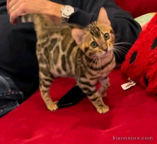 je donne chaton Bengal disponible 