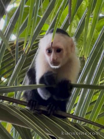 singe capucin mâle pour adoption 