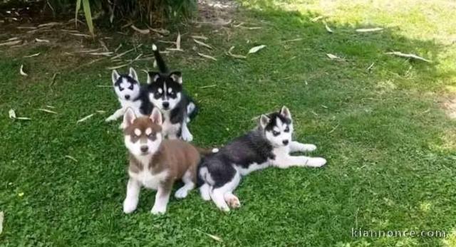 Dons chiot husky sibérien adorable 