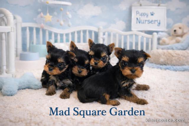 Dons chiot Yorkshire femelle et mâle 