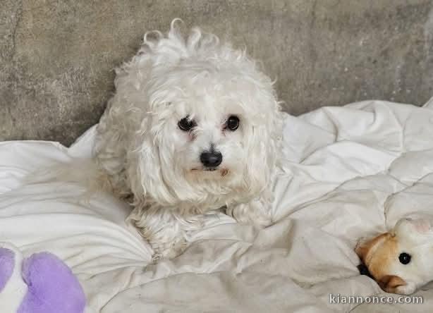 Je donne chiot bichon frisé femelle 