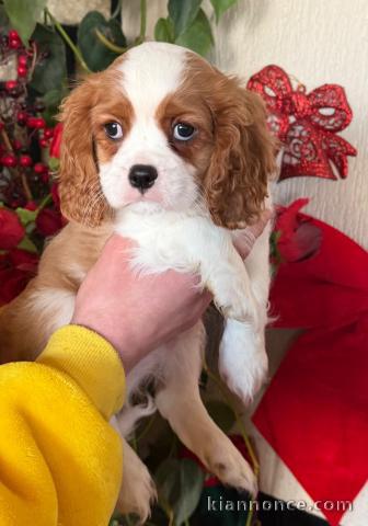 Dons chiot cavalier king charle disponible pour adoption 
