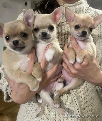 Dons chiot chihuahua pour bonne maman 