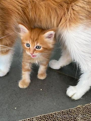 bébé chaton maine coon mâle a donner 