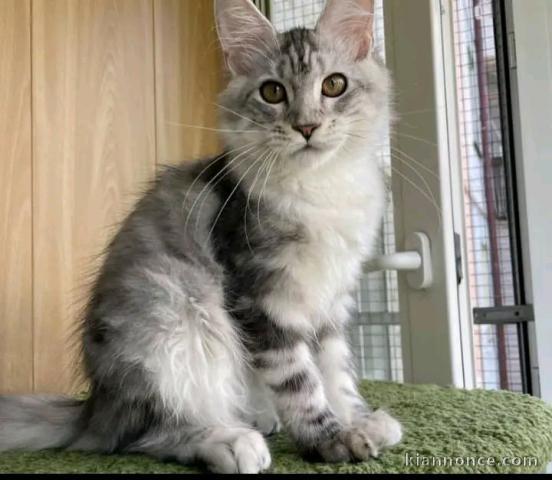 à adopter chaton maine coon disponible 