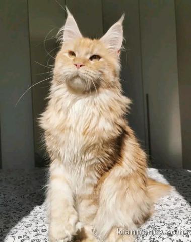Maine coon femelle a donner 