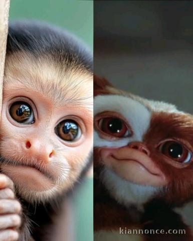 magnifique singe capucin femelle a vendre 