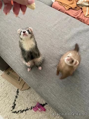adorable furets mâle et femelle à donner 