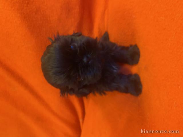 magnifique chiot Shih Tzu pour compagnie 