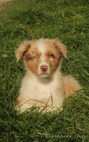 magnifique chiot berger australien à réserver 