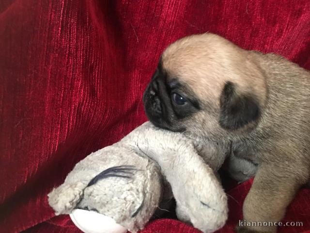 je donne chiot carlin disponible 