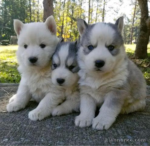 chiot husky sibérien à donner 