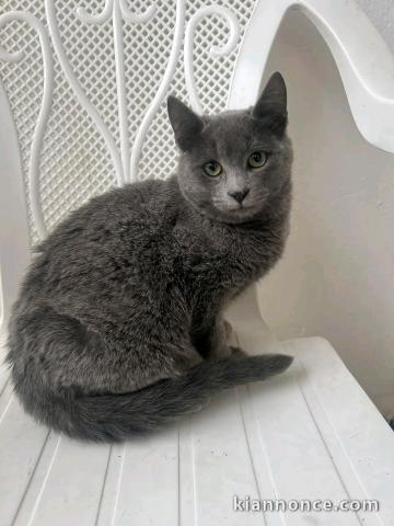 je donne mon chaton bleu russe 