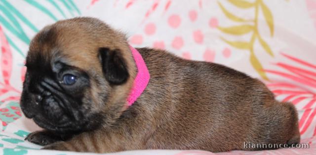 Adorable chiot type bouledogue français pour saillie 