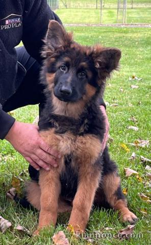 Bébé chiot type berger allemand femelle a donner 