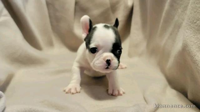 Je donne chiot bouledogue français 