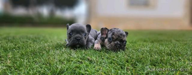 Magnifique chiot bouledogue français 