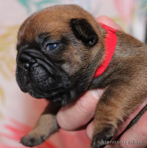 Je donne chiot bouledogue français disponible 