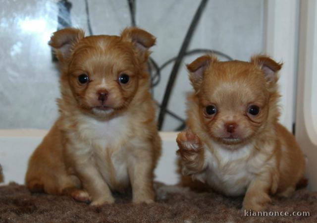Magnifique chiot chihuahua femelle a donner 