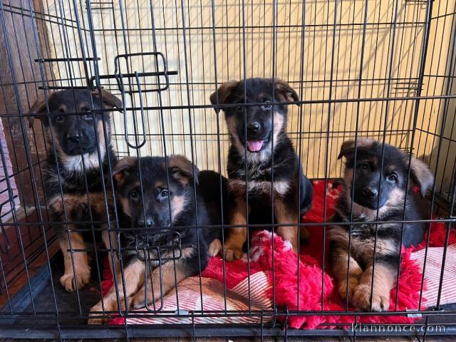 Annonce chiot berger allemand disponible 