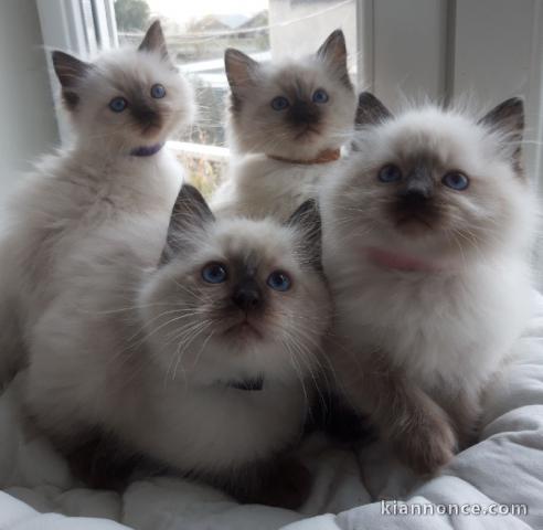 Magnifique chaton ragdoll femelle et mâle pour compagnie 