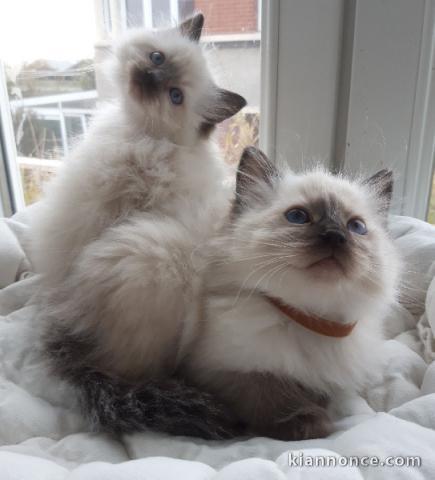 Adorable chaton ragdoll femelle 