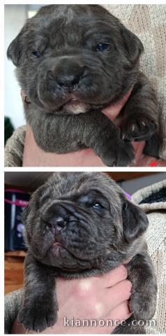 Je donne chiot Cane Corso disponible 