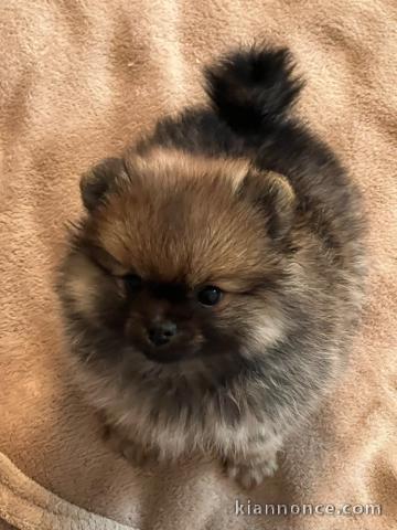 Magnifique chiot spitz allemand 