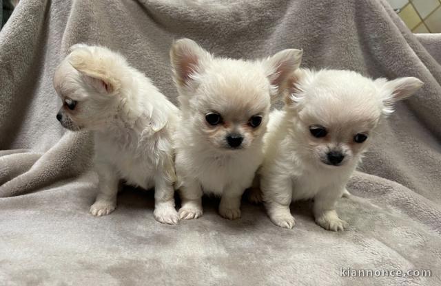 chiot chihuahua femelle a donner 