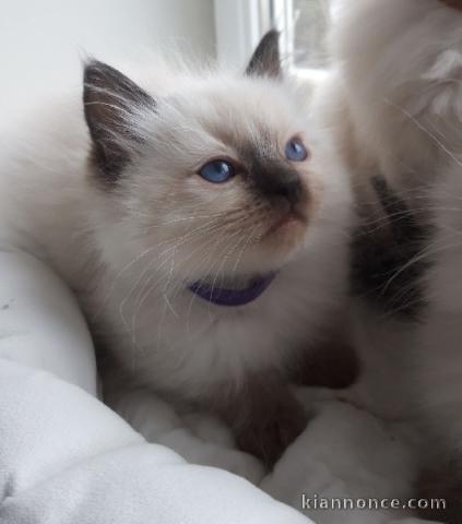 je donne chat ragdoll femelle adorable 