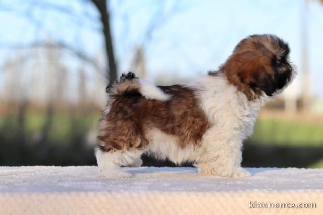 Adorable chiot Shih Tzu a donner 