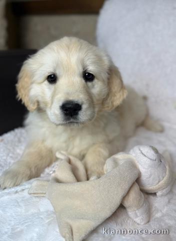 Bébé chiot golden retriever mâle 