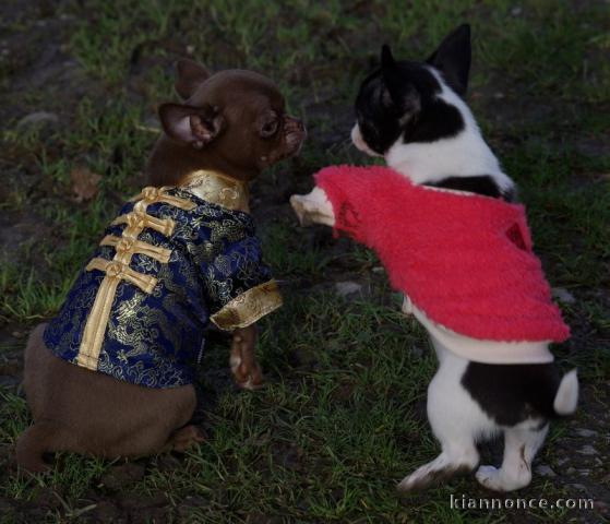 Chiot chihuahua disponible 