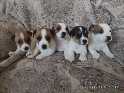 Je donne chiot jack ressel disponible 