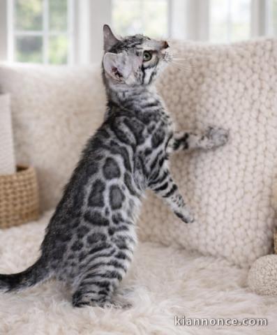 Bengal disponible pour adoption 