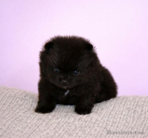 Je donne chiot Yorkshire 