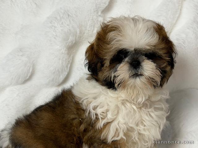 Adorable chiot Shih Tzu a donner 