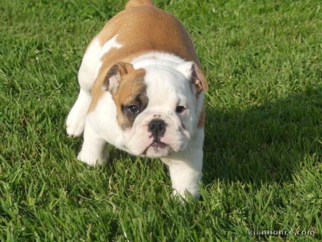 Chiots Bulldog Anglais mâles et femelles