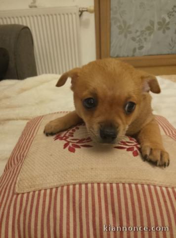 chiot chihuahua femelle a donner contre bon soin 