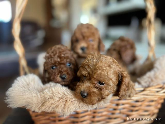 Caniche Toy – magnifiques chiots