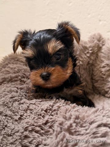 Adorable chiot Yorkshire terrier 