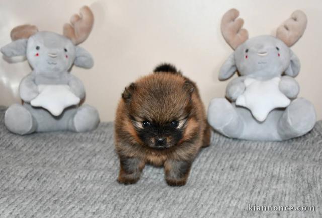 Chiot spitz allemand disponible 