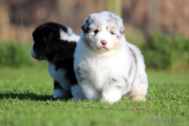 Adoption chiot spitz allemand disponible 